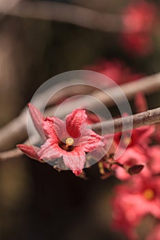 Kurrajong hybrid pink flower Brachychiton discolor x bidwillii photo