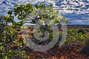 A kurrajong tree (Brachychiton populneus) in the Australian outback photo