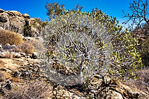 A kurrajong tree (Brachychiton populneus) in the Australian outback photo