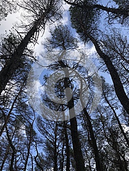 Pine wood in Kursiu nerija