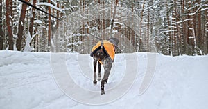 a Kurtzhaar dog walking through a winter snow forest in a orange blanket