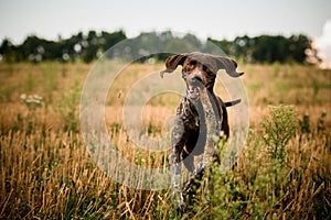 Kurzhaar dog with a stick in teeth runs across field