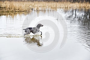 Kurzhaar is running on water at the spring hunting