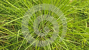Kush or eragrostis cynosuroides big grass