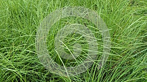 Kush or eragrostis cynosuroides big grass