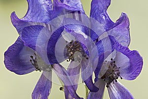 Kusnezoff monkshood flowers.