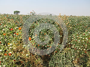 Kusum flower is used for mixing in Kesar