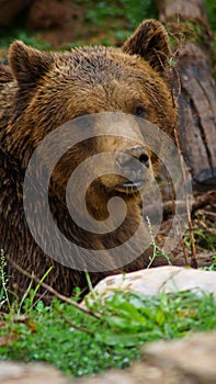 Kuterevo, Brown bear portrait photo