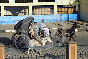 With Kutsche explore the city Aswan in Egypt