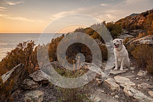 Kuvasz Dog sitting in the dry maquis on the coast of Corsica