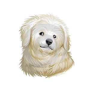 Kuvasz puppy portrait of small domestic pet digital art. Domesticated dog of small sizes, used to guard livestock and help owners