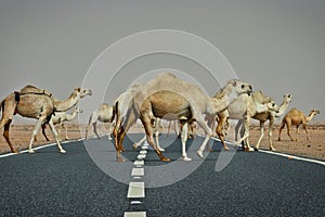 Kuwait: Camel crossing photo