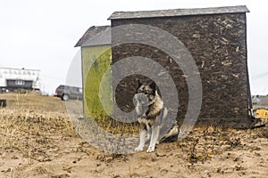 Kuzomen, Terskiy district, Murmansk region - A village covered with sand. The dog sits near two fishing sheds