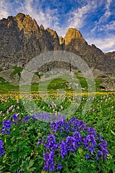 Kvetnica mountain meadow covered with flowers in Velicka dolina in High Tatras photo