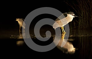 Kwak, Black-crowned Night-Heron