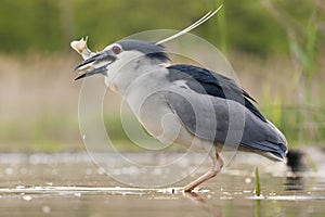 Kwak, Black-crowned Night Heron, Nycticorax nycticorax