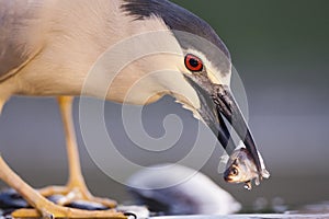 Kwak, Black-crowned Night Heron, Nycticorax nycticorax