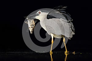 Kwak, Black-crowned Night Heron, Nycticorax nycticorax