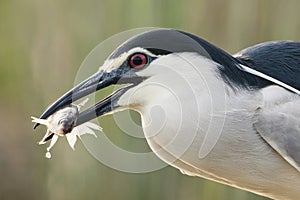 Kwak, Black-crowned Night Heron, Nycticorax nycticorax