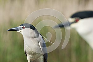 Kwak, Black-crowned Night Heron, Nycticorax nycticorax