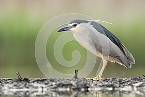 Kwak, Black-crowned Night Heron, Nycticorax nycticorax