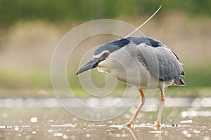 Kwak, Black-crowned Night Heron, Nycticorax nycticorax