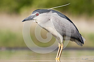 Kwak, Black-crowned Night Heron, Nycticorax nycticorax