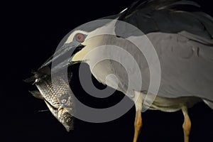 Kwak, Black-crowned Night Heron, Nycticorax nycticorax