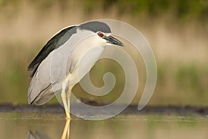 Kwak, Black-crowned Night Heron, Nycticorax nycticorax