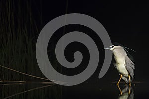 Kwak, Black-crowned Night Heron, Nycticorax nycticorax