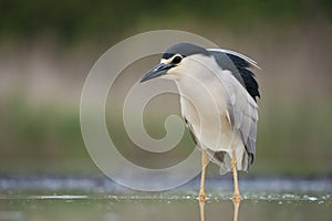 Kwak, Black-crowned Night Heron, Nycticorax nycticorax