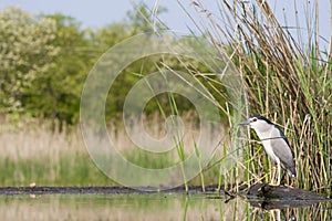 Kwak, Black-crowned Night Heron, Nycticorax nycticorax