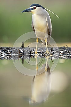 Kwak, Black-crowned Night Heron, Nycticorax nycticorax