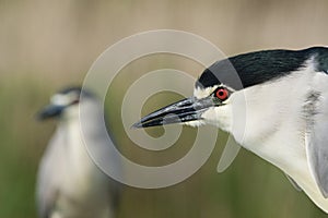 Kwak, Black-crowned Night Heron, Nycticorax nycticorax