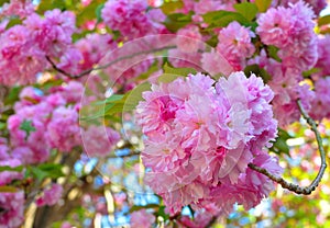 Kwanza Cherry Blossoms