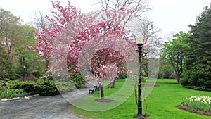 Kwanzan Flowering Cherry at full bloom in Spring at the Halifax Public Garden, Halifax, Nova Scotia.