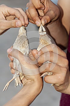 Kwartel, Common Quail, Coturnix coturnix