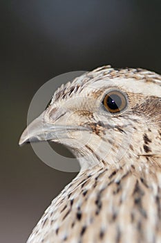 Kwartel, Common Quail, Coturnix coturnix