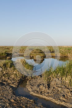 Kwelder, Saltmarsh
