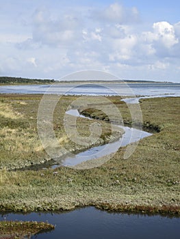 Kwelder, Saltmarsh