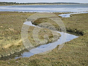 Kwelder, Saltmarsh