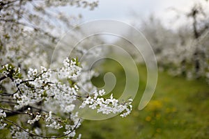 KwitnÄ…ce sady owocowe wiosnÄ… Polska, Roztocze