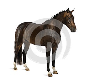 KWPN - Dutch Warmblood, 3 years old - Equus ferus caballus photo