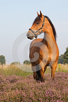 KWPN horse on heather