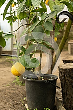 Kyiv Large-Fruited Giant Lemon Tree in a Pot with Fruits photo