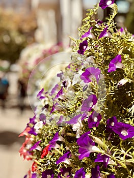 KYIV IS THE NEW BERLIN : Flowers now decorate the Ukrainian capital with much pride - UKRAINE