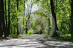 Kyiv park, trees and flowers have blossomed