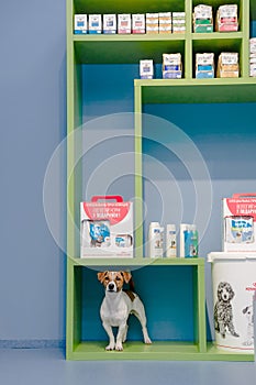 KYIV, UKRAINE - 08.16.2020 Dog wait a pet owner for shop a pet food Dog, Cat and other on pet goods shelf in pet shop.