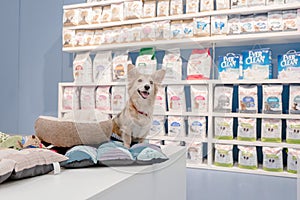 KYIV, UKRAINE - 08.16.2020 Dog wait a pet owner for shop a pet food Dog, Cat and other on pet goods shelf in pet shop.