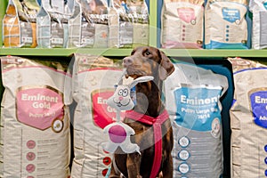 KYIV, UKRAINE - 08.16.2020 Dog wait a pet owner for shop a pet food Dog, Cat and other on pet goods shelf in pet shop.